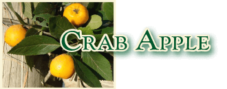 crab apple